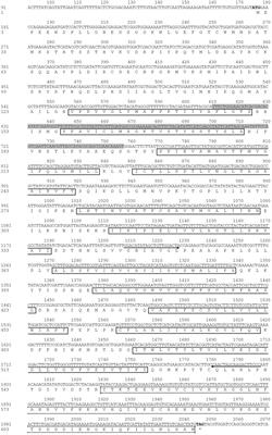 Molecular Characterization and RNA Interference Analysis of SLC26A10 From Nilaparvata lugens (Stål)